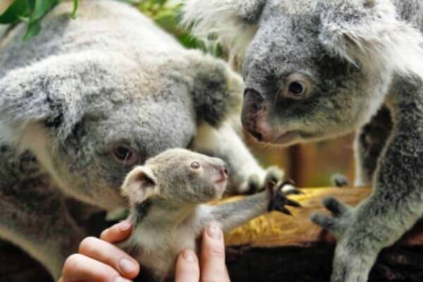 ¿Cuáles son las características del koala?
