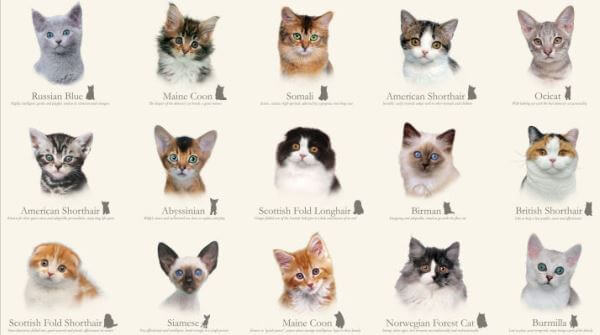 razas de gato descripción