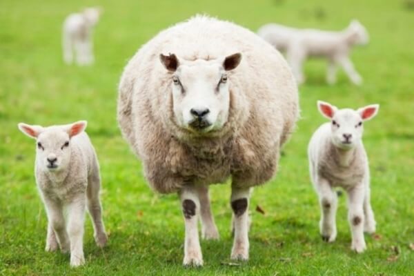 razas de ovejas