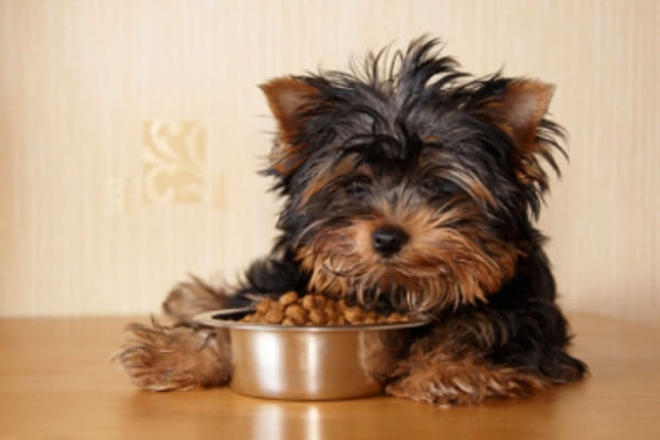 cómo alimentar a un yorkshire terrier
