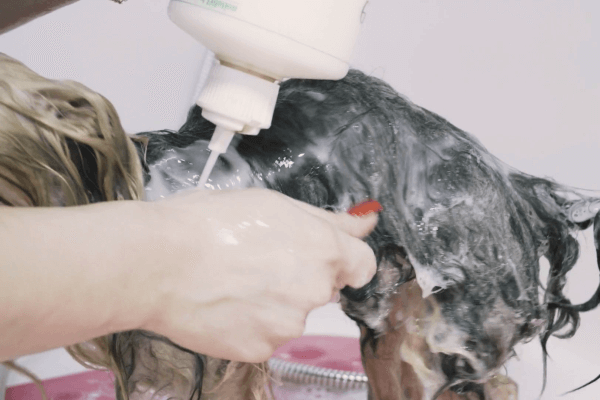 cómo bañar yorkshire terrier