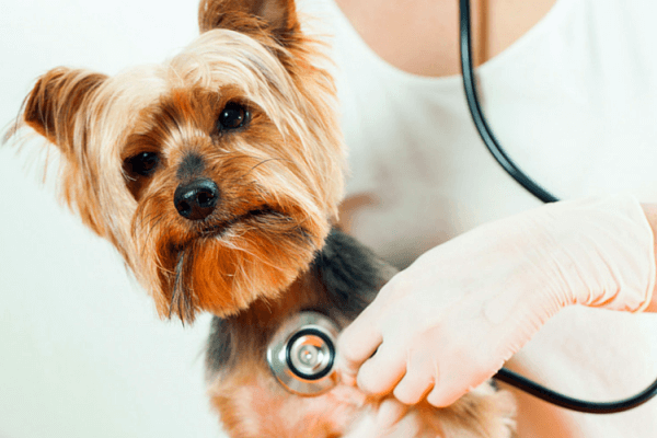 enfermedades del yorkshire terrier