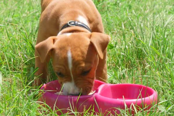 cómo alimentar american Staffordshire terrier 