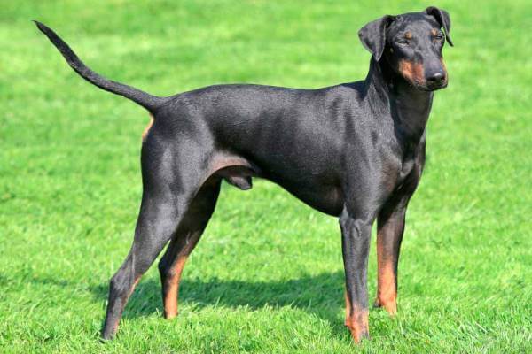 colores manchester terrier