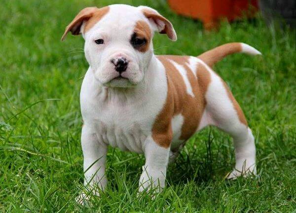 cachorro american Staffordshire terrier venta