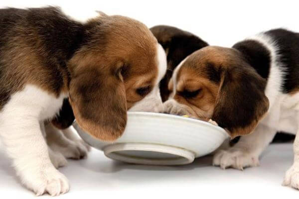 cómo alimentar a un beagle