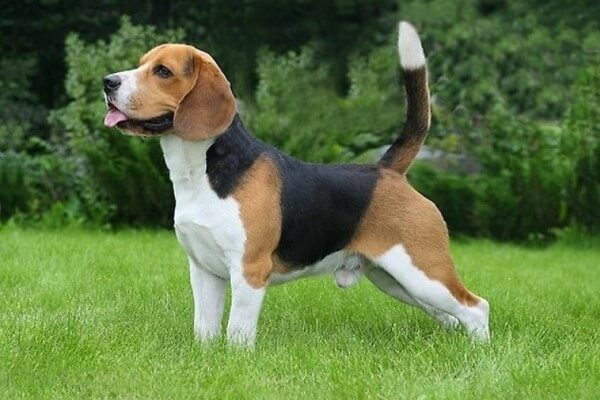 beagle aspecto físico