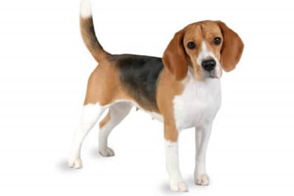 descripción raza de perro beagle