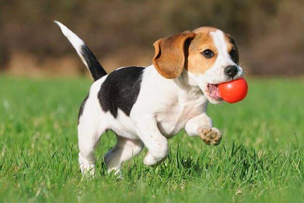 qué carácter tiene el perro beagle