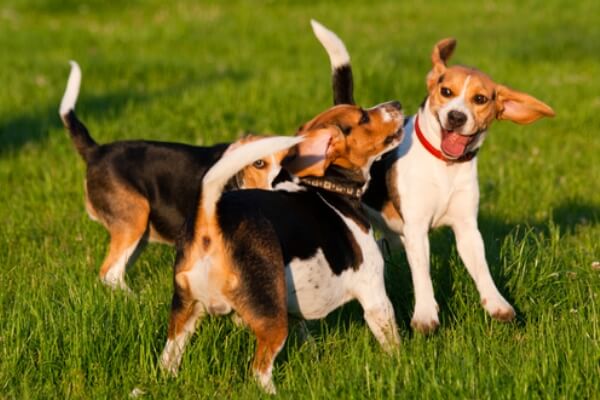 cuál es el comportamiento del perro Beagle