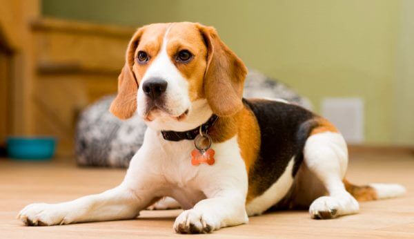 cómo educar a un beagle