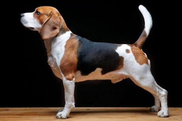 cómo debe ser un beagle