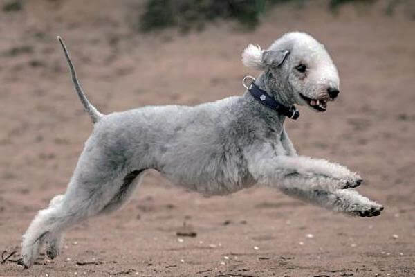 cómo es el carácter del perro bedlington terrier