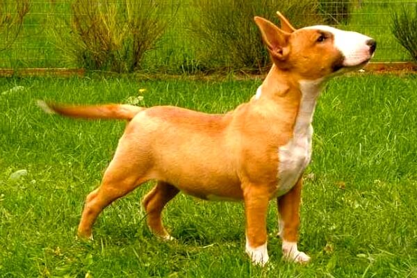 bull terrier Colombia