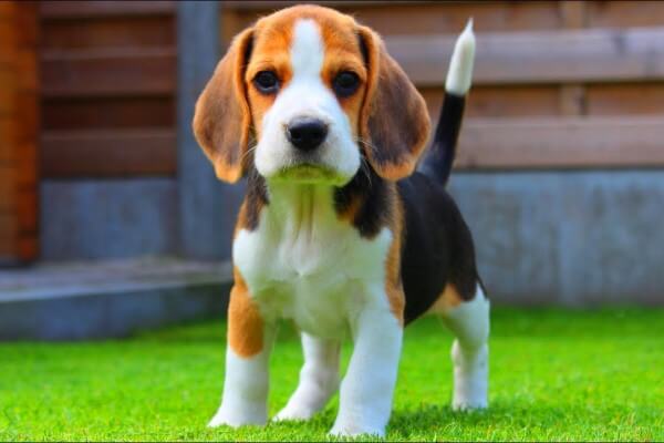 cachorro beagle venta