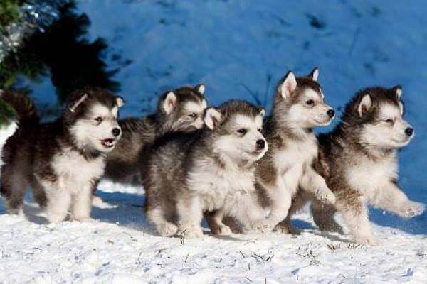 comprar cachorro alaska malamute