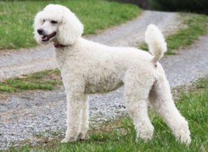 poodle blanco caniche de color blanco