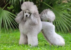 Raza Caniche o Poodle | Carácter caniche o poodle