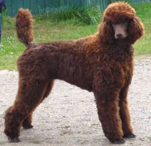 poodle marrón caniche color marrón