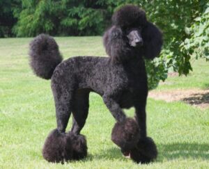 poodle color negro caniche de color negro