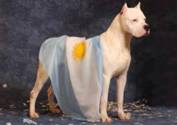 cuál es la historia del dogo argentino