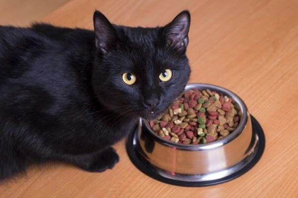 Alimentación correcta para un gato