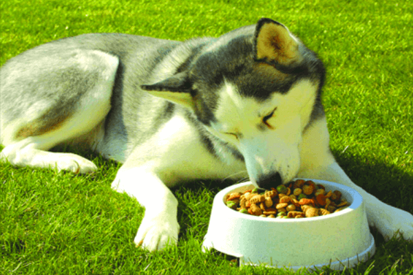 cómo alimentar a un husky siberiano
