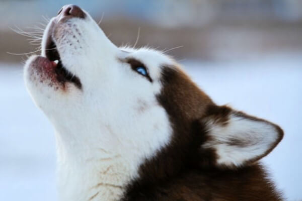 por qué aulla Husky siberiano