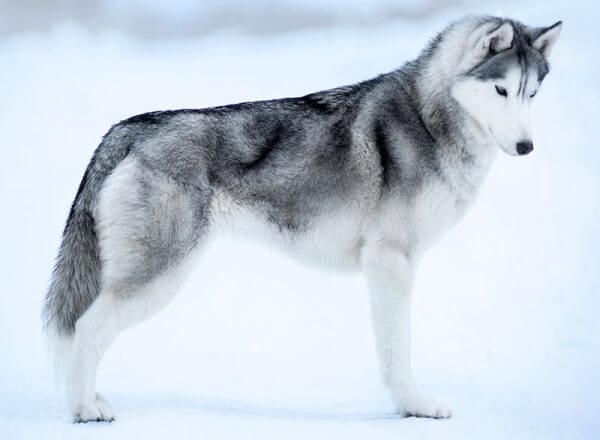 características raza de perro husky siberiano