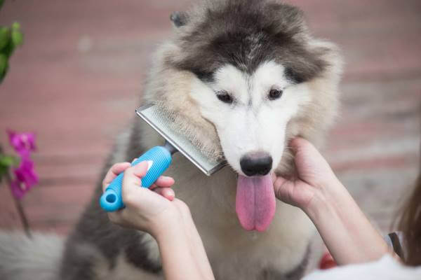 cómo cuidar husky siberiano