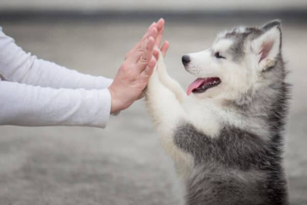 cómo educar a un husky siberiano