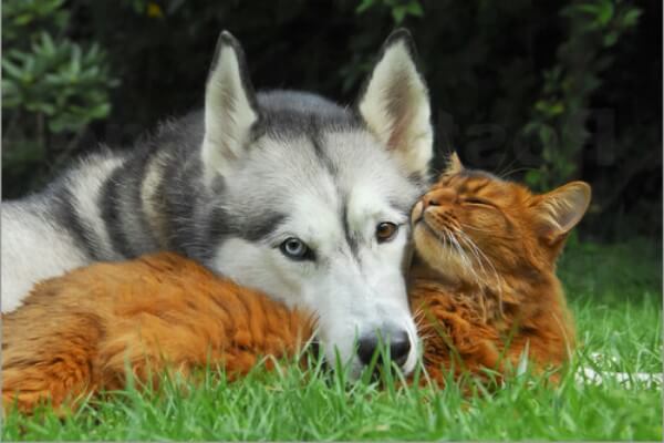 husky siberiano relación gatos