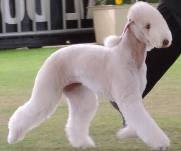 qué es el perro bedlington terrier