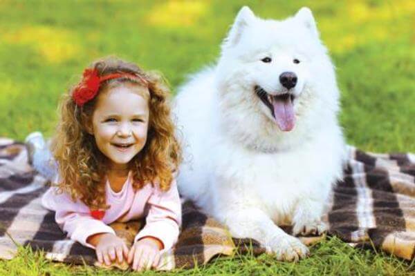 perro samoyedo y niños