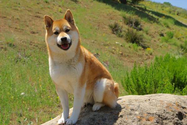 cuál es la personalidad de la raza de perro shiba inu