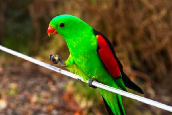 cría y reproducción papagayo alas rojas