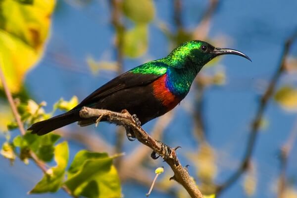 Aves Exoticas Caracteristicas Tipos Y Habitat