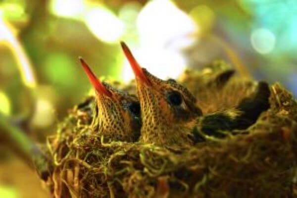 colibrí reproducción