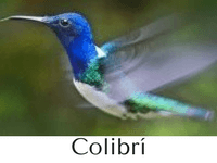 colibrí características