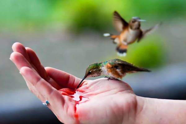 cómo criar colibri