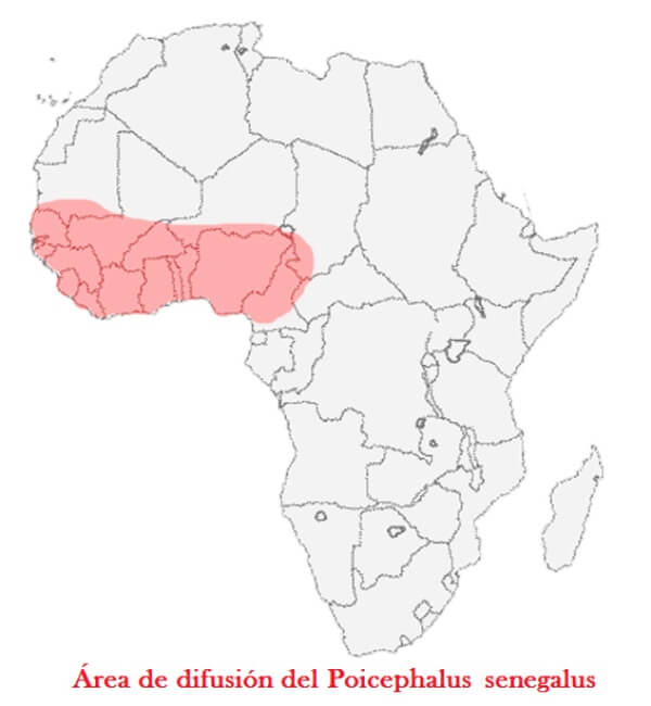 dónde vive loro de Senegal