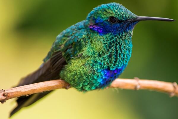 Cómo es el colibrí | Características del colibrí, tucusitos o picaflor |
