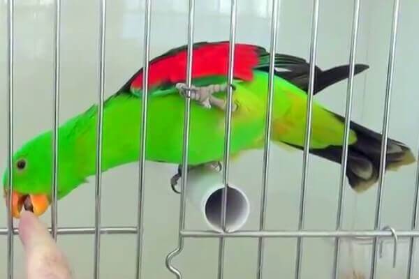 cómo cuidar papagayo alas rojas