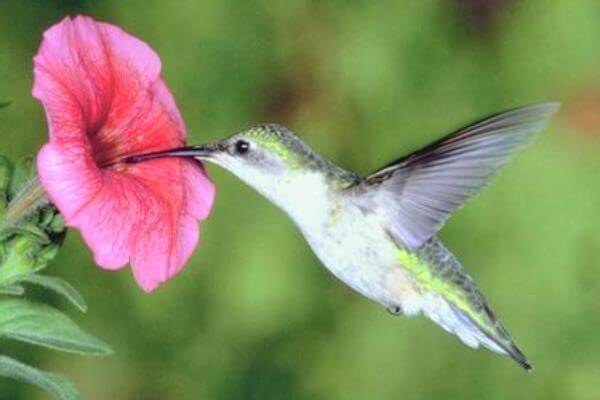 colibrí alimentación