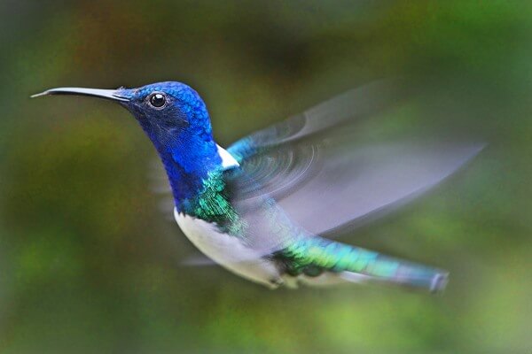 cómo vuela un colibri
