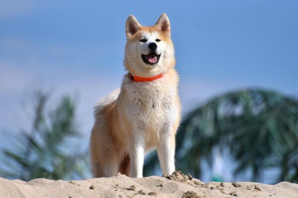 aspecto físico perro akita