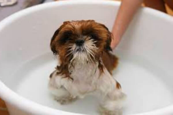 cómo bañar perro lhasa apso
