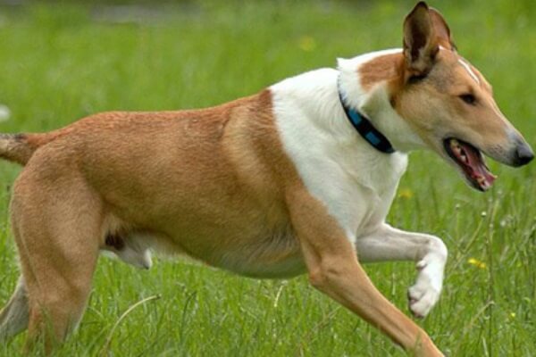 enfermedades raza de perro smooth collie
