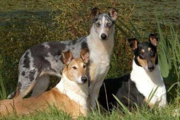 smooth collie colores