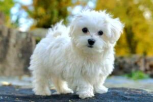 bichon maltes precio dolares